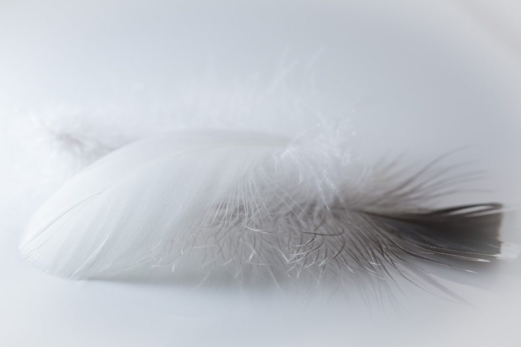 white feather as a sign from the universe that someone is missing you