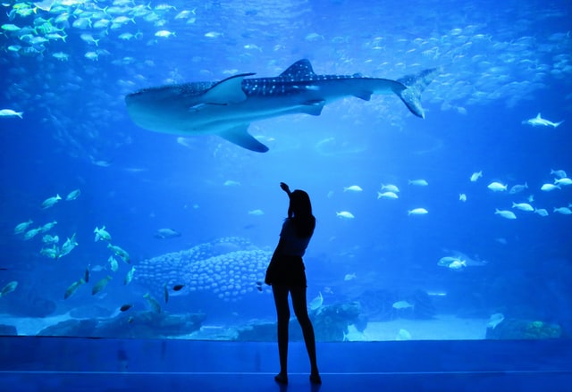 Morning Date Idea Aquarium 